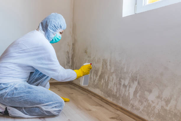 Licensed Black Mold Removal service in Spring Hill, FL - WQB Mold Removal