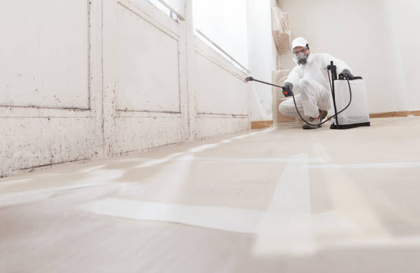 24/7 Emergency Black Mold Removal experts in Spring Hill, FL
