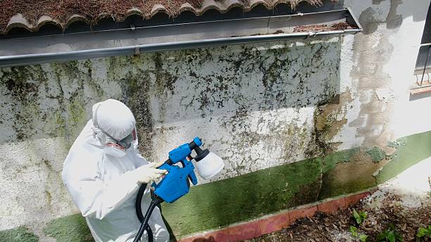 Top rated local Black Mold Removal specialists in Spring Hill, FL